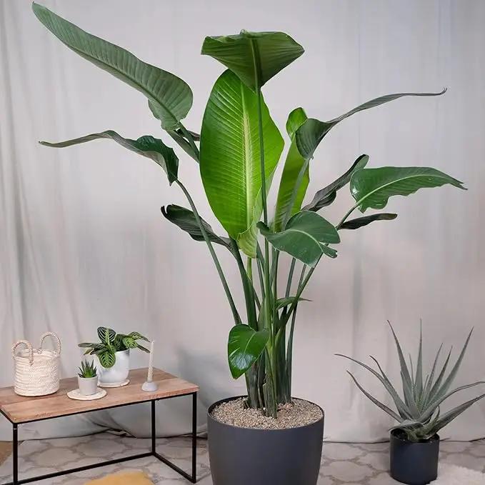 Bird of Paradise - White - Strelitzia Nicholai. (4 White BoP in Cup) by GreenHaven Gardens