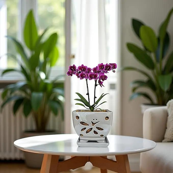 Orchid Pots with Holes Square Ceramic Orchid Planter Pots 5.5 inch (Gray) by GreenHaven Gardens