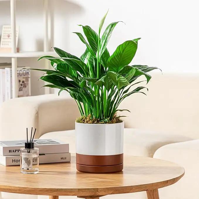 vancasso Ceramic Plant Pots, 3 Piece Planters for Indoor Plants, 4.25+5.25+6.25 Inch Flower Pots with Drainage, Plant Pots Indoor for Succulent, Pothos, Snake Plant and Money Tree, Etc (Khaki) by GreenHaven Gardens