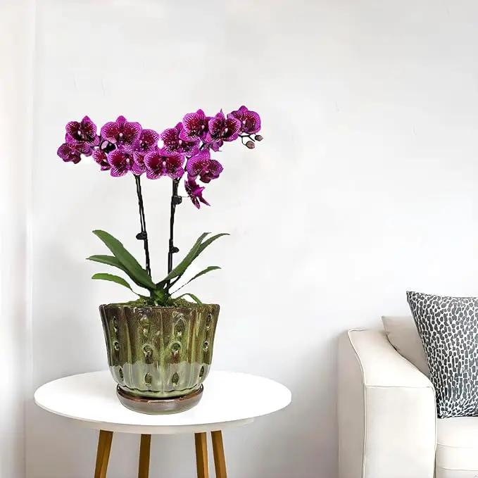 Ceramic Orchid Pots with Attached Saucer and Drainage Hole 6'' Orchid Planter (mossgreen) by GreenHaven Gardens