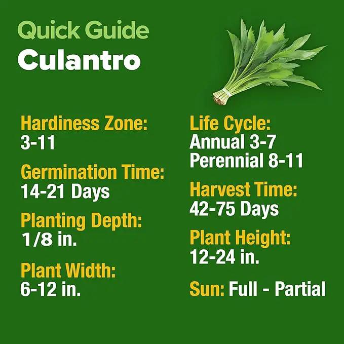HOME GROWN Culantro Seeds - 720+ 𝗡𝗢𝗡-𝗚𝗠𝗢, 𝗨𝗦𝗔-𝗦𝗢𝗨𝗥𝗖𝗘𝗗 Heirloom Herb Seeds for Planting, Slow-Bolting, Flavorful Cilantro Alternative, Great for Outdoor Herb Gardens (Eryngium foetidum) by GreenHaven Gardens
