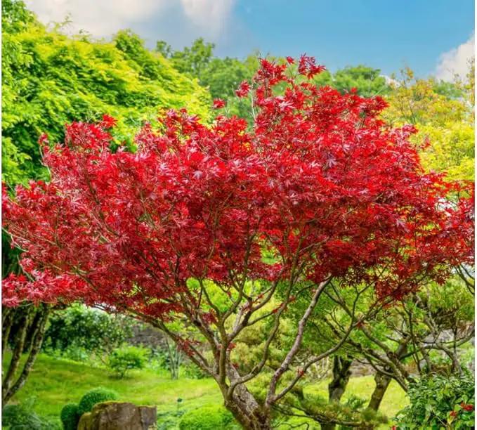Red Japanese Maple Trees 2-Pack – Live Plants, 2-3 Ft Tall, Stunning Foliage by GreenHaven Gardens