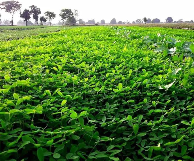 Outsidepride Annual Berseem Clover Seeds for Lawn - 10 lbs. High-Yield, Fast-Growing Clover Cover Crop Seeds for Food Plots, Cattle Forage & Nitrogen-Rich – Ideal for Pastures & Soil Improvement by GreenHaven Gardens