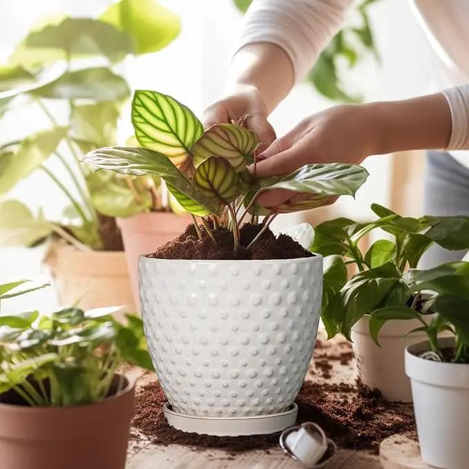 G EPGardening 6 Inch Ceramic Plant Pot with Drainage Hole and Saucer Round Planter Decorative Flower Plant Pot for Indoor Plants Outdoor White by GreenHaven Gardens
