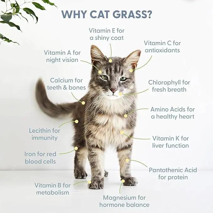 The Cat Ladies Cat Grass Kit with Black Rustic Wooden Planter, Organic Cat Grass Seeds and Soil. Easy to Grow Cat Grass for Indoor Cats. Prevent Hairballs and Aid Digestion by GreenHaven Gardens