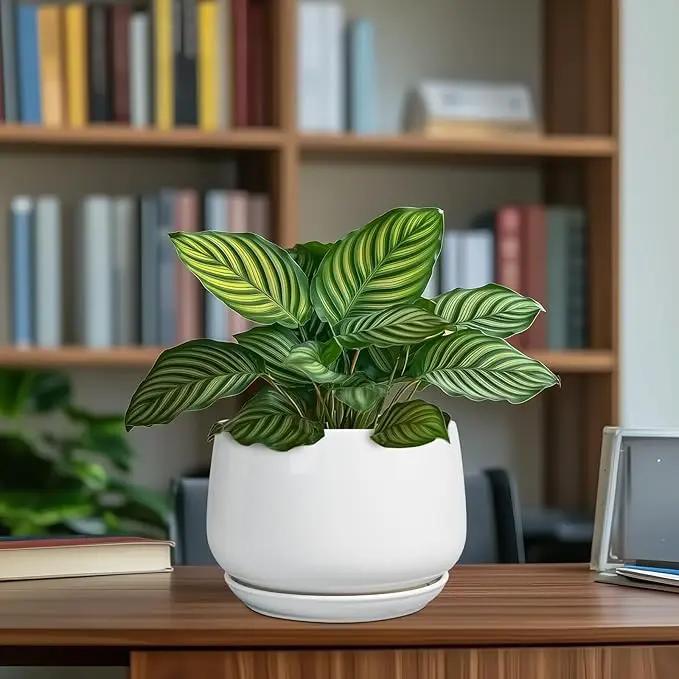 G EPGardening Ceramic Pots for Plants - 7 Inch Planter for Indoor Plants, Round Flower Pots with Drainage and Saucer, Modern Outdoor Planter, Garden Decor, Home Gifts, White by GreenHaven Gardens