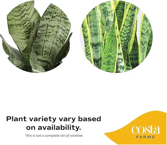 Costa Farms Live Indoor Snake Plant, Easy to Grow Mother in Laws Tongue, Sansevieria Houseplant, in Flower Pot Planter for Room and Home Décor, Housewarming, 8-Inches Tall by GreenHaven Gardens