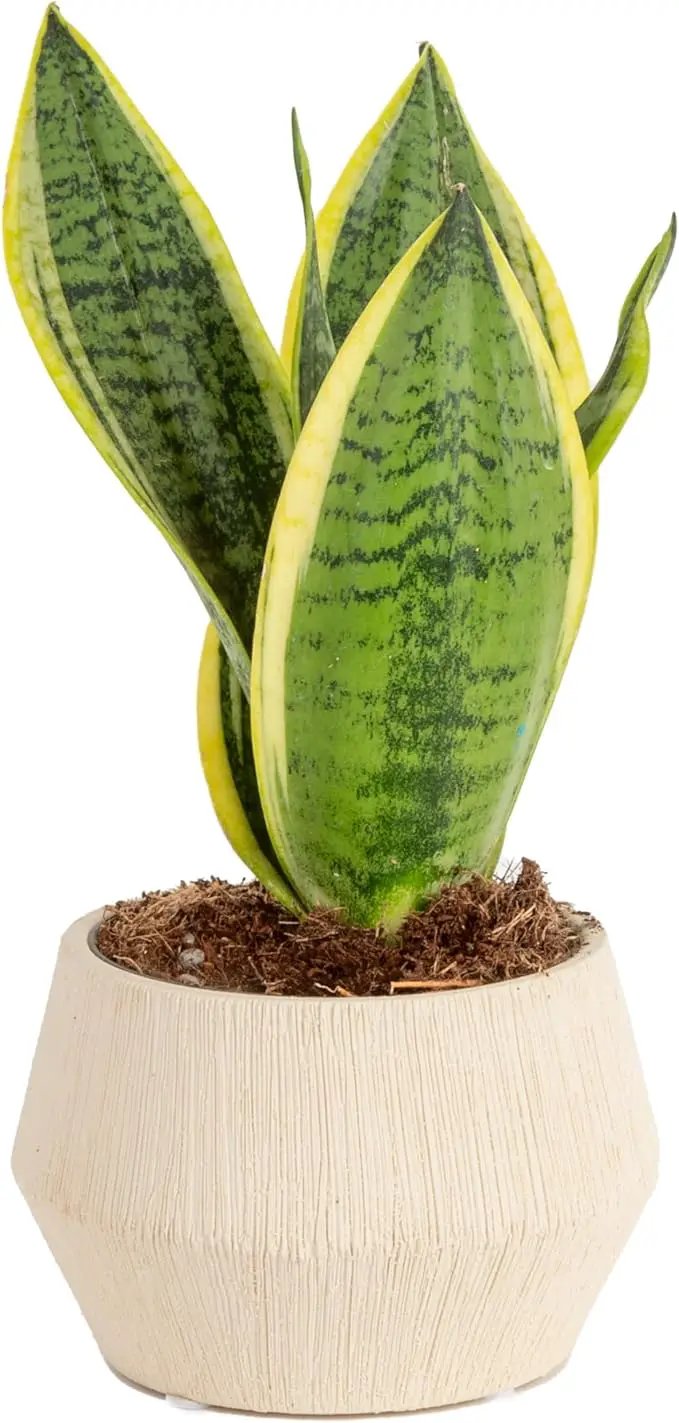 Costa Farms Snake Plant, Live Indoor Sansevieria Plant, Easy to Grow Succulent Houseplant Potted in Indoor Plant Pot, Potting Soil Mix, Home and Room Decor, Fits Shelves, Tabletops, 8-Inches Tall by GreenHaven Gardens