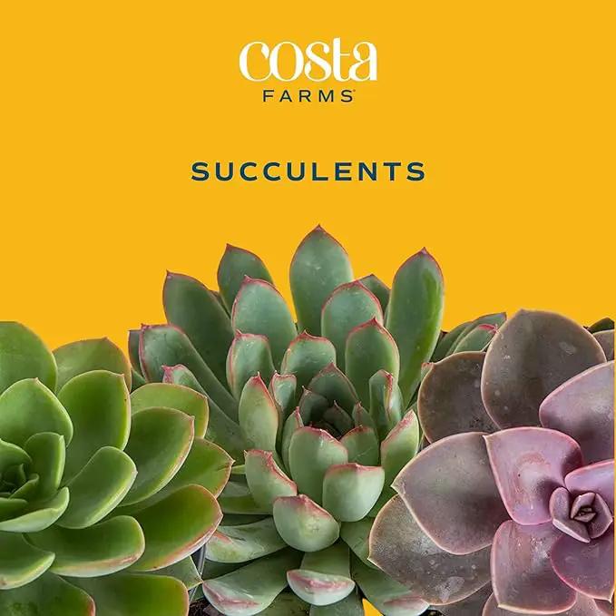 Costa Farms Live Succulent Garden Collection, Live Succulent Plants in Décor Pot, New House Plant Gift, Son, Room and Zen Garden Décor, 6-Inches Tall by GreenHaven Gardens