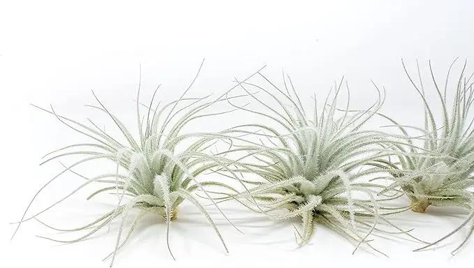 Air Plant Shop 10 Pack Rare Tectorum Ecuador Air Plants - Unique, Bright White, Nursery-Grown Tillandsia House Plant with Fuzzy Trichomes for Terrariums, Driftwood & Living Walls - Wholesale by GreenHaven Gardens