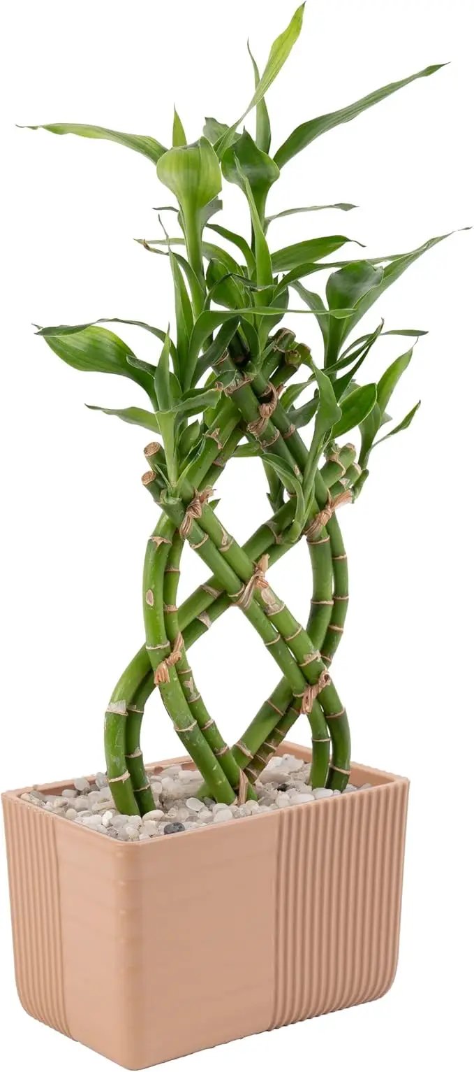 Costa Farms Lucky Bamboo Plant, Easy to Grow Live Houseplant in Indoor Bamboo Pot, Potting Mix, Grower's Choice, Birthday Gift, Home, Office, Plant Shelf Zen Room Decor, 12-Inches Tall by GreenHaven Gardens