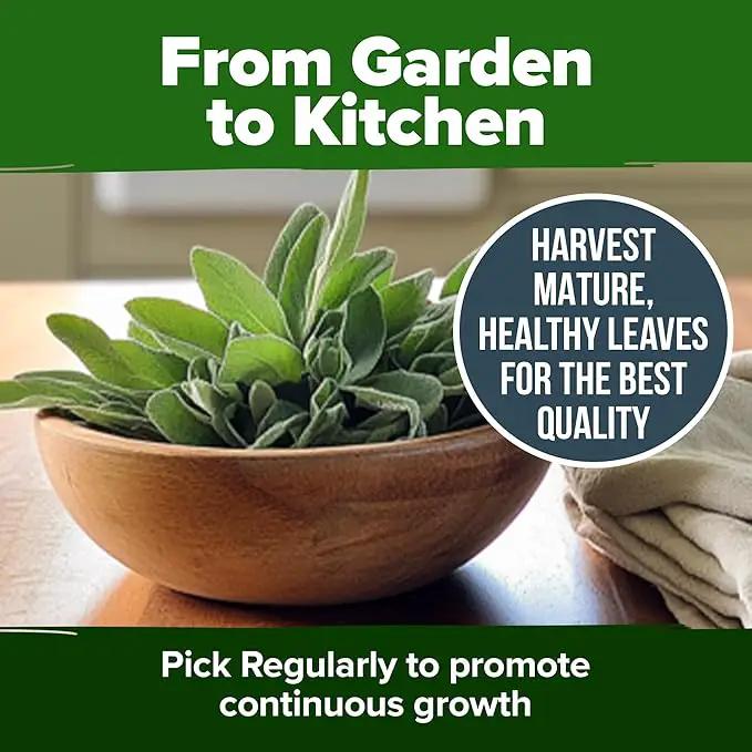 HOME GROWN White Sage Seeds 646 Pack 𝗡𝗢𝗡-𝗚𝗠𝗢, 𝗨𝗦𝗔-𝗦𝗢𝗨𝗥𝗖𝗘𝗗 Heirloom Seeds - Grow Aromatic Sage Plants for Your Herb Seeds Garden with Sage for Planting Outdoor or Indoor (Salvia apiana)