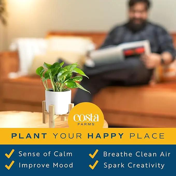 Costa Farms Live Pothos Plant, Easy to Grow Vining Houseplant in Cute Décor Planter, Housewarming Gift, Room Decor, 10-12 Inches Tall | Valentines Day Gift | Valentines Day Decoration by GreenHaven Gardens