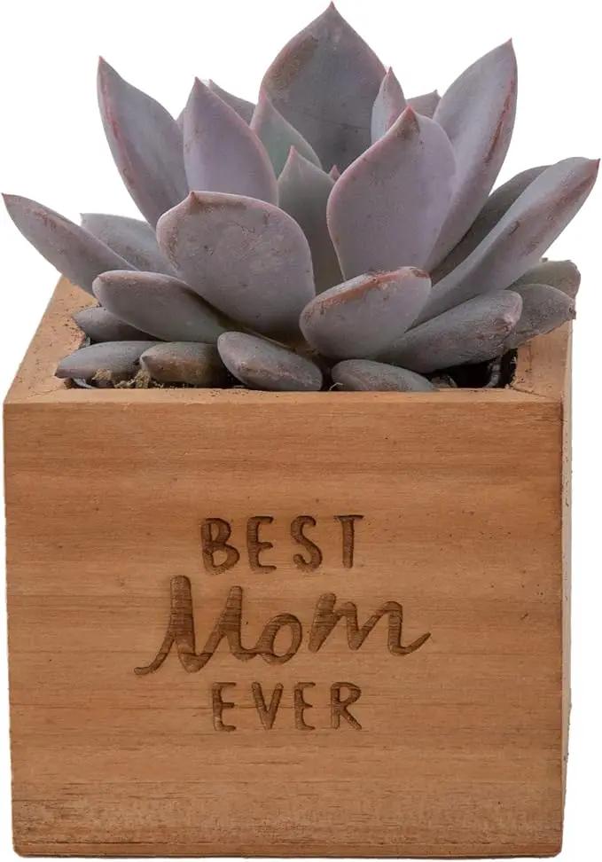 Costa Farms Echeveria, Mini Succulent Plant in Best Mom Ever Wood Decor Planter, Live Indoor Houseplant in Cute Cactus Decor, Great Mother's Day Gift by GreenHaven Gardens