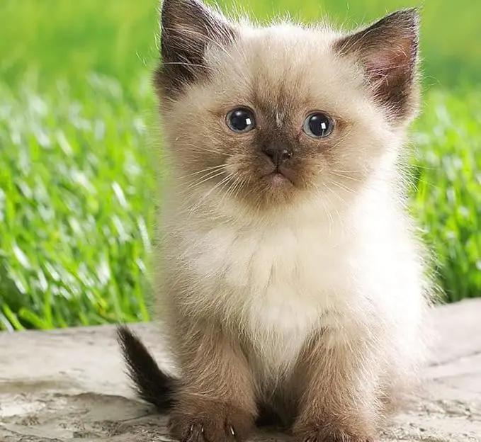 Simple Cat Grass Blend | 100% US Organic + 4 Popular Seeds | Wheat, Barley, Oats, Rye Mix Combo | Show Your Love with a Healthy Pet Snack Treat (6 Ounce ~4800 Seeds) by GreenHaven Gardens