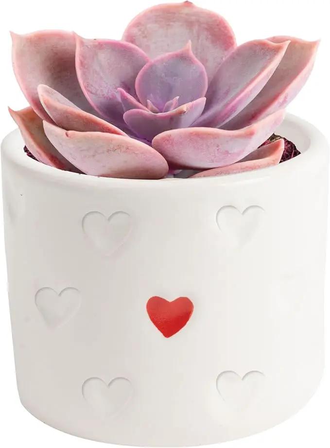 Costa Farms Succulent Plant, Live Indoor Plant Mini Succulent in Cute Decor Plant Pot, Potting Soil Mix, Grower's Choice, Valentine's Day Gift, Valentine Decor, Room Decor, 2-Inches Tall by GreenHaven Gardens