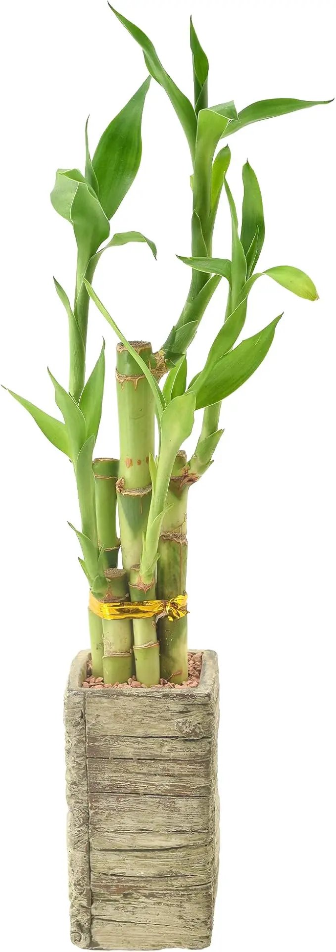 Arcadia Garden Products LV24 5-Stem Lucky Bamboo, Live Indoor Plant in Aged Wood Planter for Home, Work, or Gift, Medium ***Cannot Ship to Hawaii*** by GreenHaven Gardens