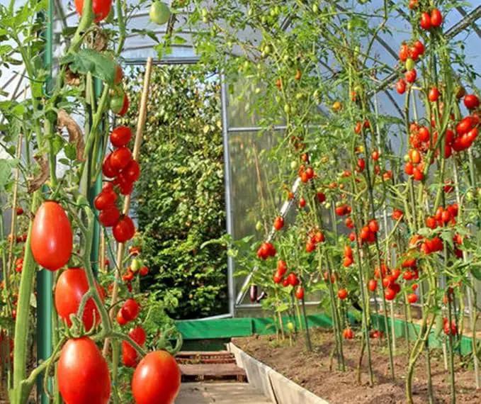 Garden Stakes 3Ft 50 Pack, 1/4-Inch Dia Ecofriendly Plant Stakes/Tomato Stakes/Green by GreenHaven Gardens
