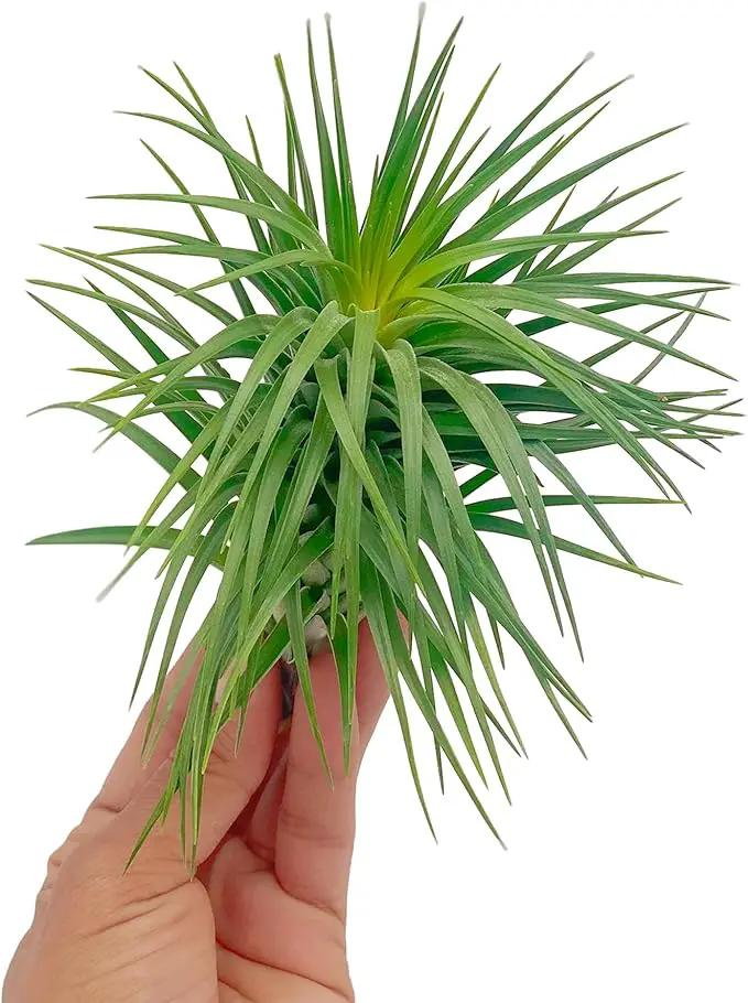 Air Plants - Flowering Tillandsia Pink Paske Large 5" - 2ct - Live Arrival Guaranteed - House Plants for Home Decor & Gift by GreenHaven Gardens