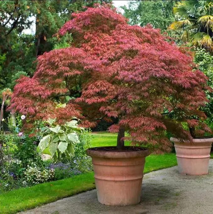Red Japanese Maple Trees 2-Pack – Live Plants, 2-3 Ft Tall, Stunning Foliage by GreenHaven Gardens
