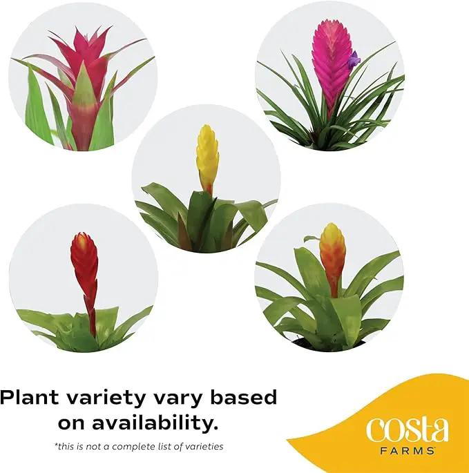Costa Farms Bromeliad, Flowering Live Indoor Plant in Modern Flower Pot, Houseplant with Flowers in Potting Soil, Grower's Choice, New House Gift, Home or Room Decor, 20-Inches Tall by GreenHaven Gardens