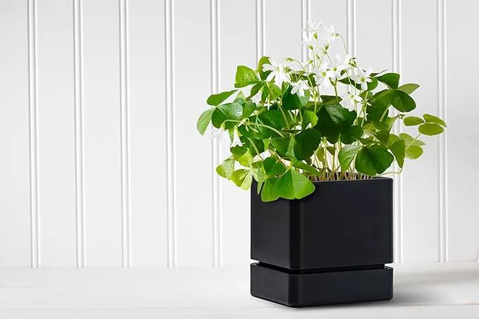 4 Inch Herb Planter Pot, Plastic Planter with Drainage Holes and Saucer, Modern Decorative Gardening Pot for Indoor Plants, Flowers, Herbs, Succulents, Black, Set of 2, 76-Y-B-2 by GreenHaven Gardens