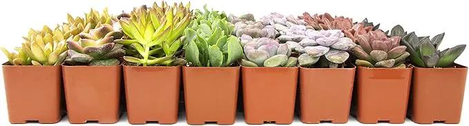 Altman Plants, Live Succulents Plants (50 Pack), Nursery Pots Variety Pack, Bulk Succulents Plants Live Plants Indoor Plants Live House Plants Indoors Live Indoor Plants Live Houseplants Live Indoor by GreenHaven Gardens