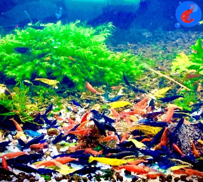 Generic Shrimp Up Aquatics™ 20+ Mixed Color Neocaridina Shrimp Live Freshwater Aquarium Inverts Live Arrival! Mixed by GreenHaven Gardens