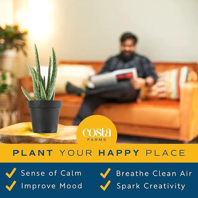 Costa Farms Aloe Vera (2 Pack), Live Succulent Plant, Easy Care Indoor Houseplant in Grower Pot, Natural Room Air Purifier in Soil, Living Room or Office Décor, New House Warming Gift, 12-Inches Tall by GreenHaven Gardens