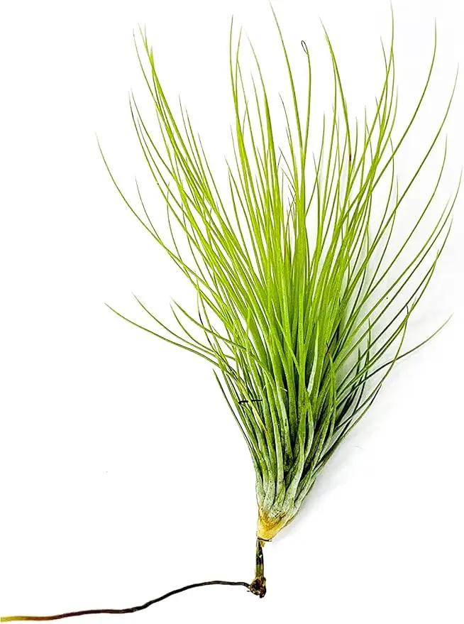 Air Plants - Tillandsia Andreana, Large 4-6" - 5ct - Live Arrival Gauranteed - House Plants for Home Decor & Gift by GreenHaven Gardens