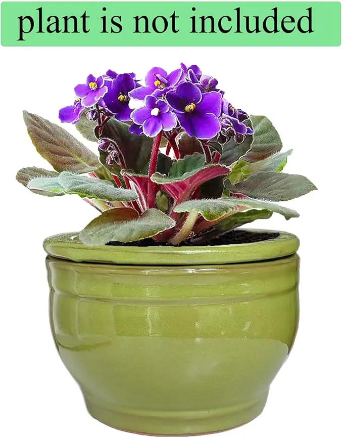 African Violet Pots Self Watering Round Ceramic Violet Pot (Green, 6 inch) by GreenHaven Gardens