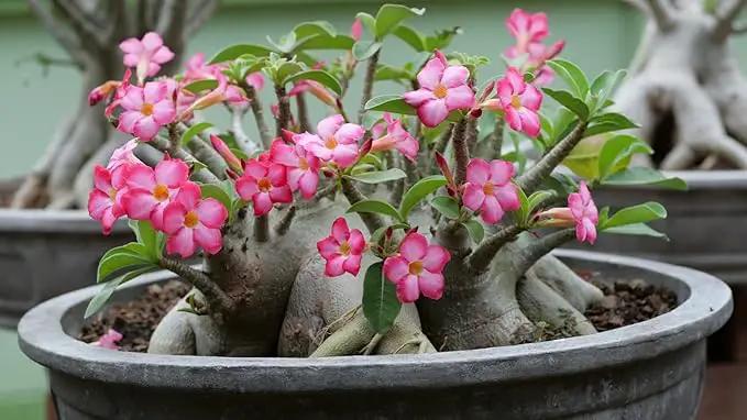 Premium Desert Rose Potting Soil - Optimal Blend for Thriving Adenium Plants - 1 Quart by GreenHaven Gardens