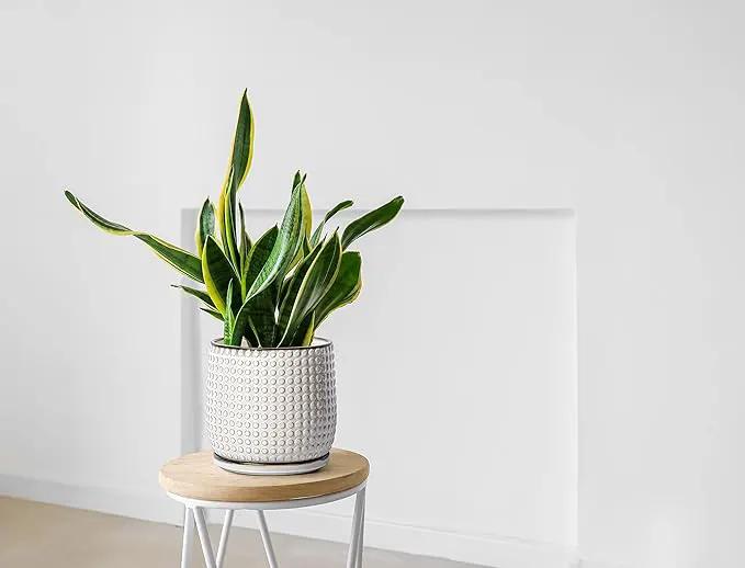 D'vine Dev 8 Inch Ceramic Beaded Stoneware Planter Pot - Flower Pot with Drainage Holes and Saucers for Indoor Succulent Plants or Flowers, Smoked White, 27-C-Q-1 by GreenHaven Gardens
