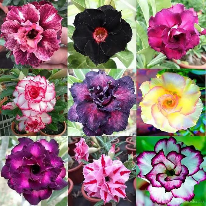 Organic Desert Rose Soil Blend - Promote Strong Root Development and Flowering - 20 QUARTS by GreenHaven Gardens