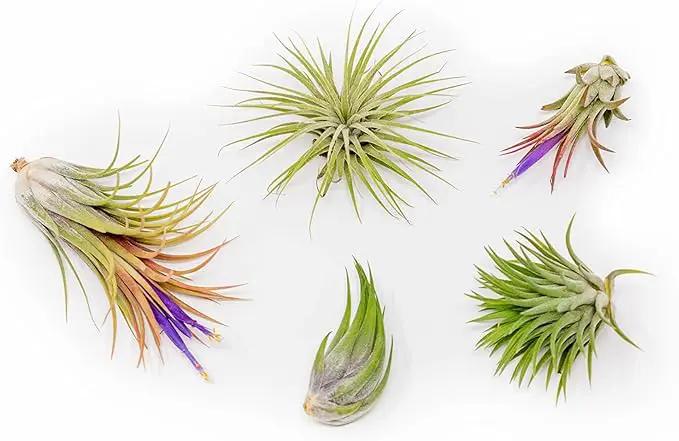 30 Pack Air Plants Assorted Tillandsia Ionantha - Live Succulent House Plants - Available in Wholesale and Bulk - Home and Garden Decor - Easy Care Indoor and Outdoor Plants by GreenHaven Gardens