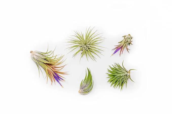 5 Pack Ionantha Air Plants Live Tillandsia Succulent Air Plant - Available in Wholesale and Bulk - Home and Garden Decor - Easy Care Indoor and Outdoor Plants Holders by GreenHaven Gardens