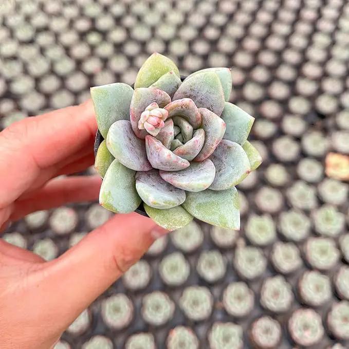 2" Live Succulent 'E. German Champagne', Rare Succulent Plants Fully Rooted in Pots, Unique House Plant for DIY, Party Favor, Home Office Decoration by GreenHaven Gardens