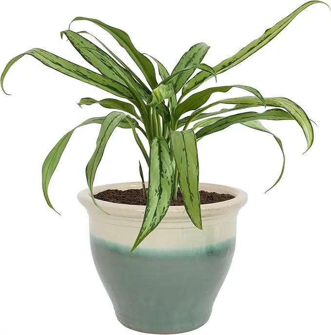 Sunnydaze Studio Large Ceramic Plant Pot - Round Outdoor Glazed Ceramic Planter Pot with Drainage - Gray - 18.5" by GreenHaven Gardens
