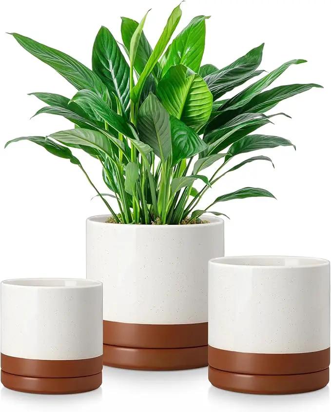 vancasso Ceramic Plant Pots, 3 Piece Planters for Indoor Plants, 4.25+5.25+6.25 Inch Flower Pots with Drainage, Plant Pots Indoor for Succulent, Pothos, Snake Plant and Money Tree, Etc (Khaki) by GreenHaven Gardens