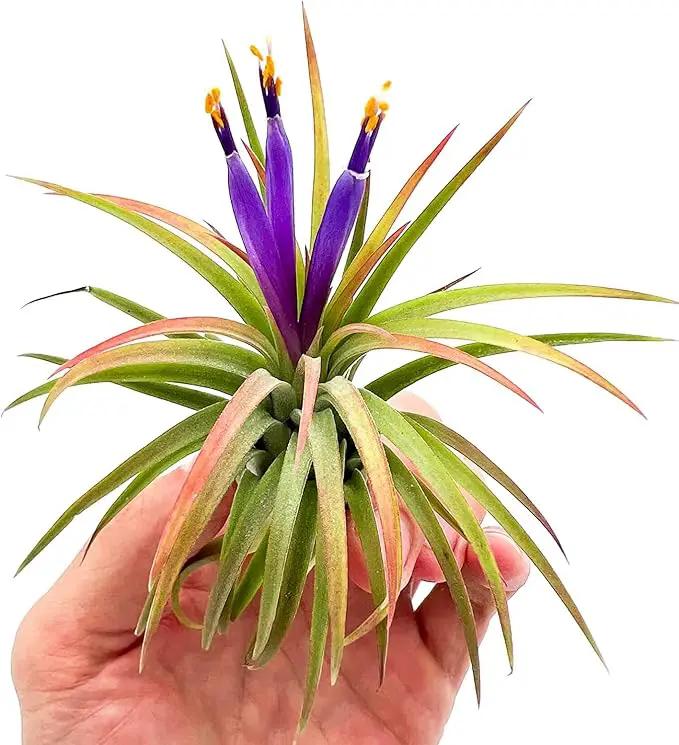 Air Plants Bulk - Tillandsia Ionantha Wholesale Pack, Regular 1-3" - 50ct - Live Arrival Guaranteed - House Plants for Home Decor & Gift by GreenHaven Gardens