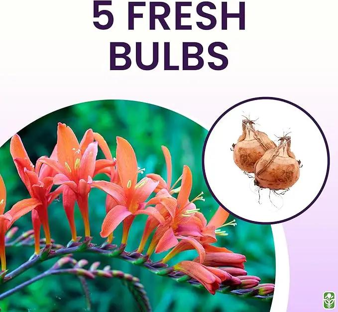Masoniorum Crocosmia Bulbs for Planting - 5 Large Bulbs - 30-48" Flower - Perennial Bulbs for Planting Outdoors by GreenHaven Gardens