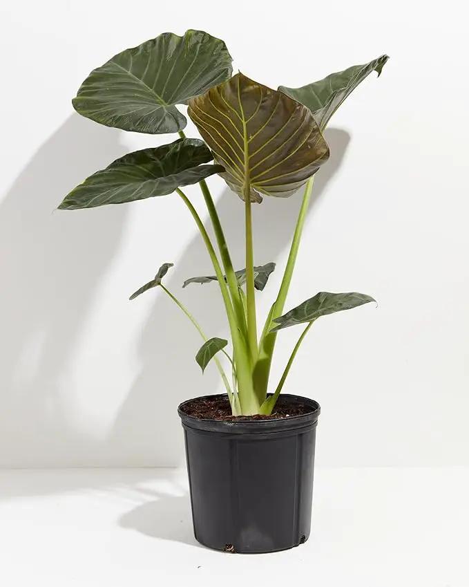Elephant Ear Plant Potting Mix - High-Performance Formula for Robust Growth and Striking Foliage - 20 Quart by GreenHaven Gardens