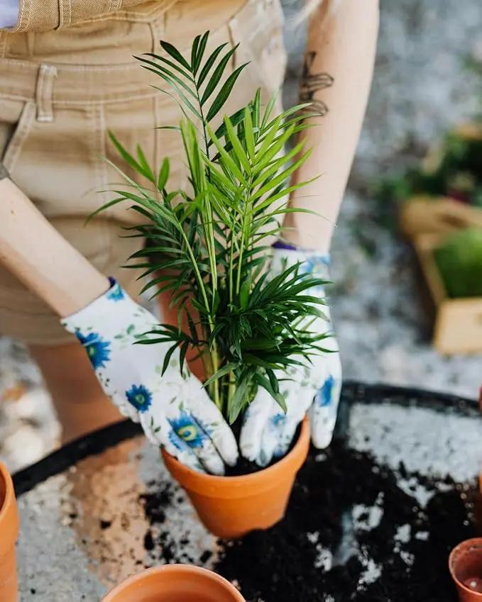 Gardenera's Professional Grade Potting Mix for Peace Lilies : The Perfect Growing Environment for Your Indoor Plants [2-Quart Bag] by GreenHaven Gardens