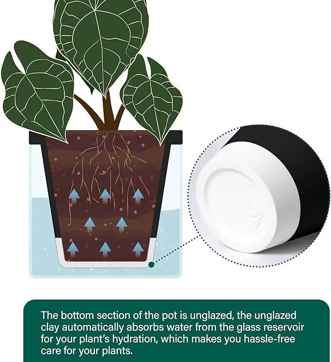 D'vine Dev 8 Inch Design Self Watering Planter for Indoor Plants, Black Terracotta Pot with Cylinder Glass Cup, 37-X-C-3 by GreenHaven Gardens