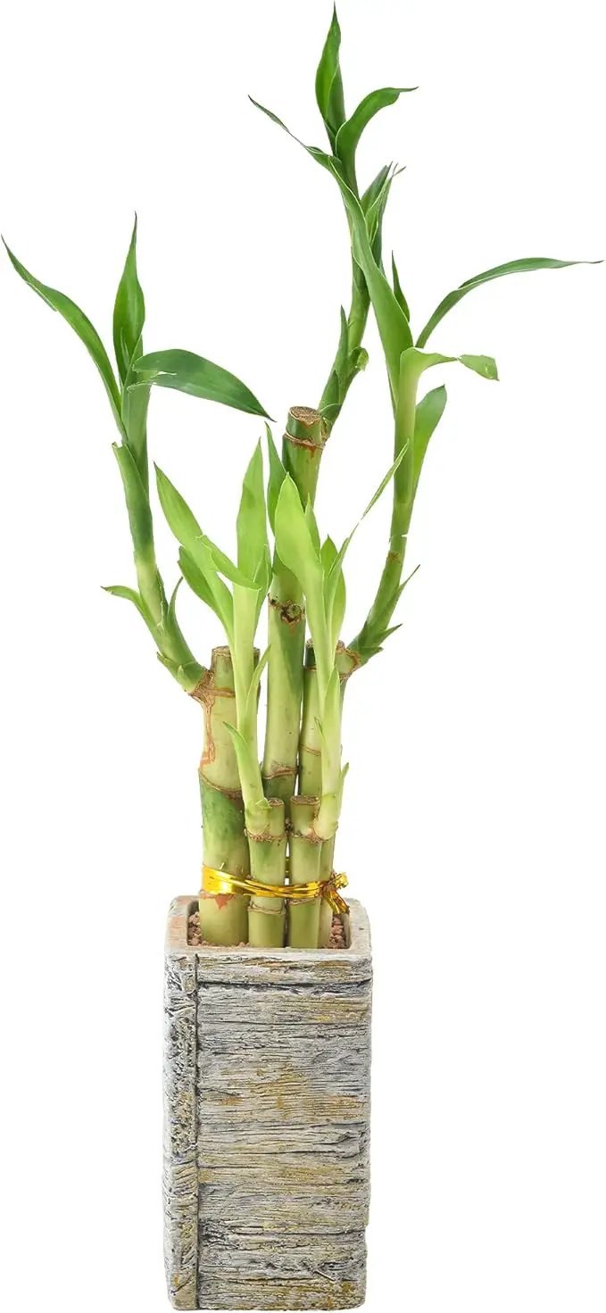 5-Stem Lucky Bamboo, Live Indoor Plant in Aged Wood Planter for Home, Work, or Gift, Light ***Cannot Ship to Hawaii** by GreenHaven Gardens