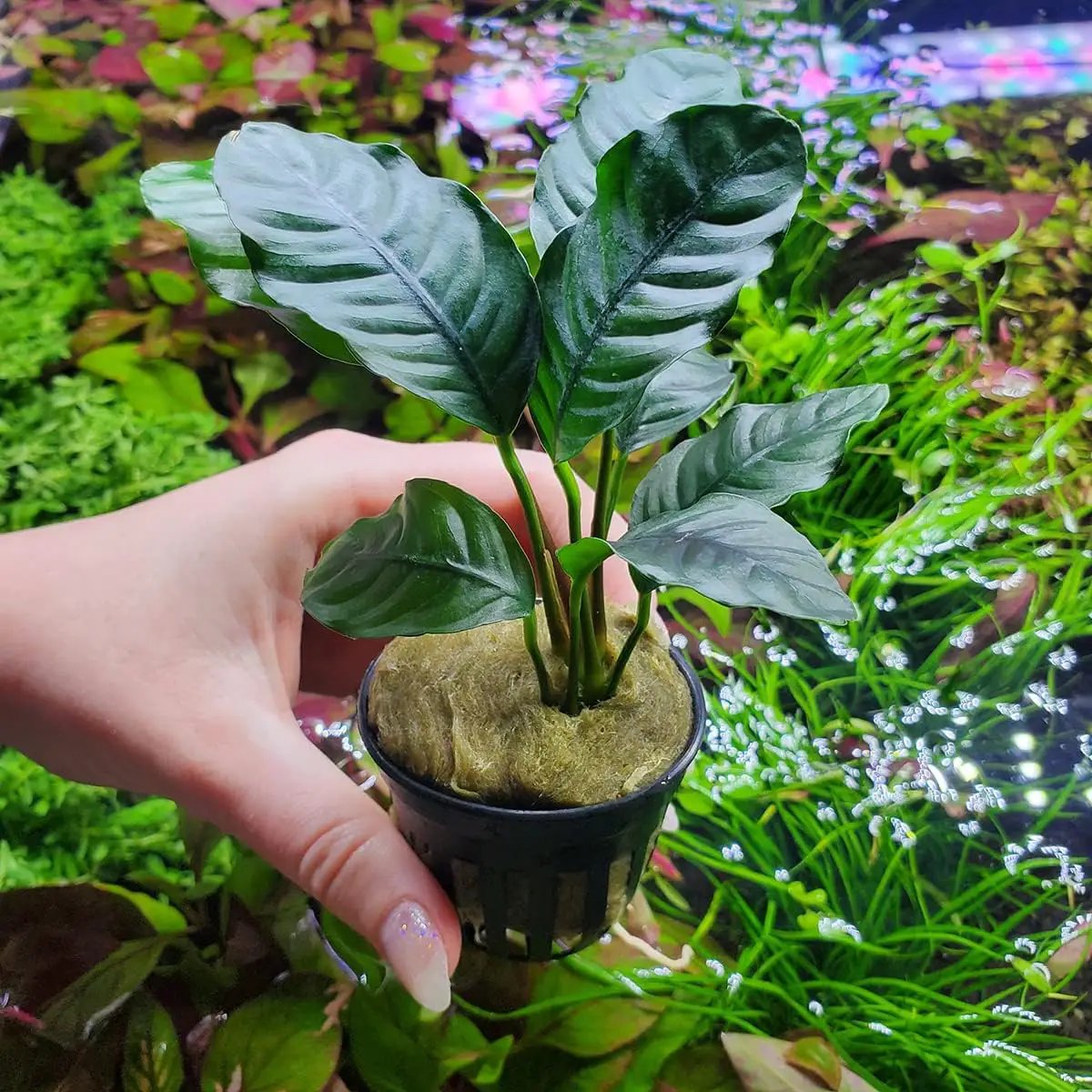 Anubias Live Aquarium Plants - Potted Freshwater Plant for Fish Tanks, Terrariums - Beginner Friendly Low Light (Barteri Coffeefolia, 5 Pots) by GreenHaven Gardens