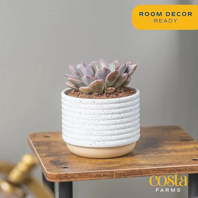 Costa Farms Succulent, Live Indoor Plant Grower's Choice, Easy to Grow Houseplant in Indoor Succulent Planter, Birthday, Garden Gift, Desert Room Decor for Home or Office, 6-Inches Tall by GreenHaven Gardens