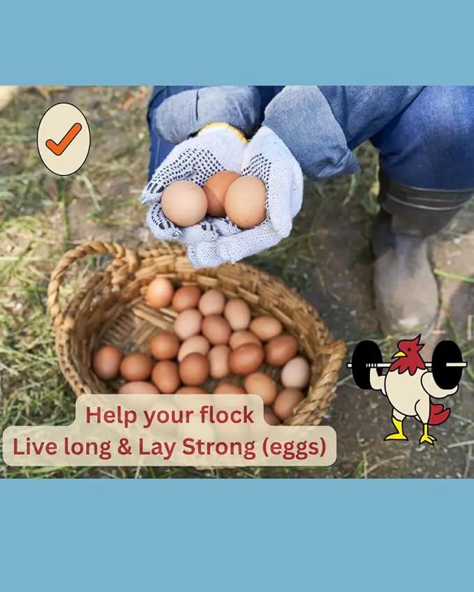 LitChicks’ Calcified Seaweed for Laying Chickens - Crushed Oyster Shell Alternative - Highly Digestible - Single Ingredient - Helps with Egg Laying & Flock Health. by GreenHaven Gardens