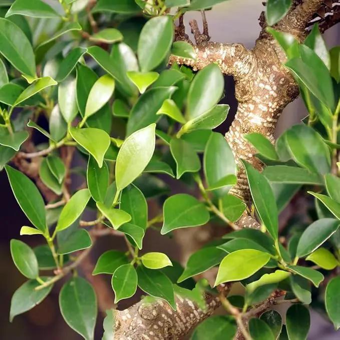 Brussel's Bonsai Live Golden Gate Ficus Indoor Bonsai Tree - Small, 4 Years Old, 5 to 8 In - Live Bonsai Tree in Ceramic Bonsai Pot with Humidity Tray by GreenHaven Gardens