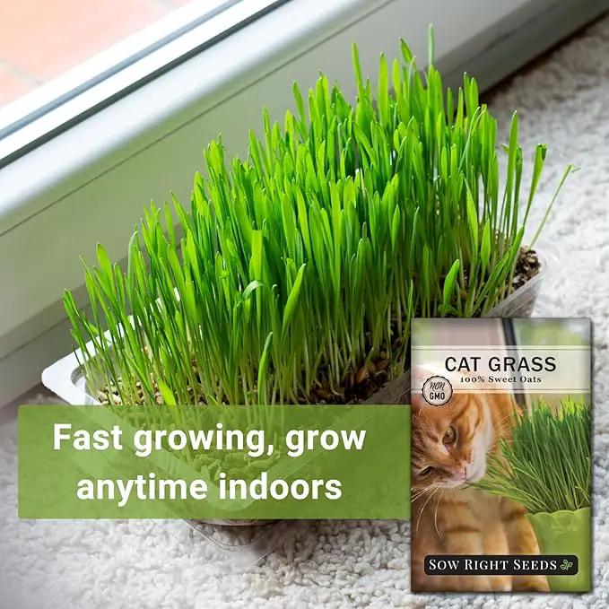 Sow Right Seeds - Cat Grass Seeds for Planting - 100% Sweet Oats - Non-GMO Heirloom Healthy Greens for Cats and Dogs - Easy to Grow - Safe & Natural Indoor Use - Ideal for Pet Lovers by GreenHaven Gardens